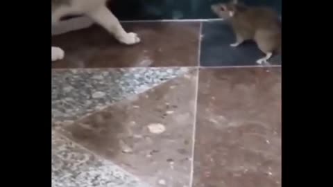 Cat and rat