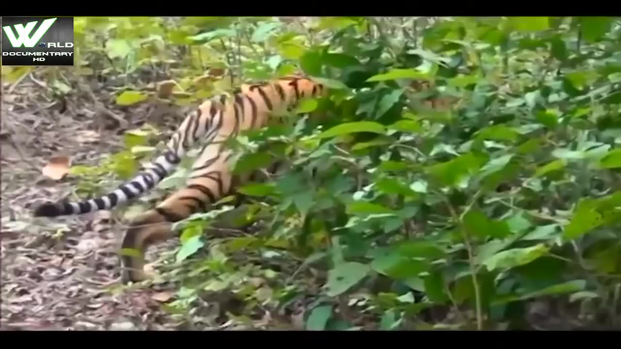 Why Tiger Attacks On Human Beings _ World Documentary HD