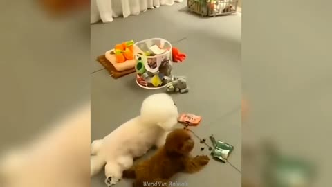 Funny ANIMALS videos😊Funniest CATS😺 and DOGS🐶 2024