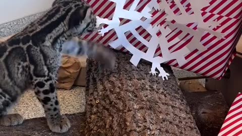 THIS IS A CLOUDED LEOPARD🤣 CUB OR A KID ON CHRISTMAS MORNING?