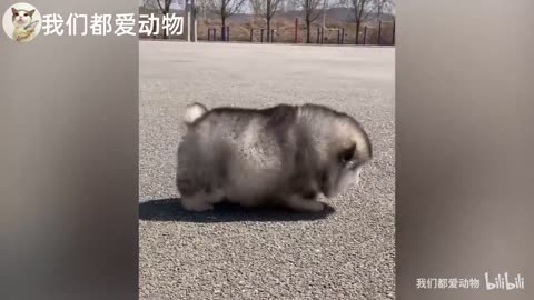 Super cute Alaska, the dog who loves to run is chubby, so cute