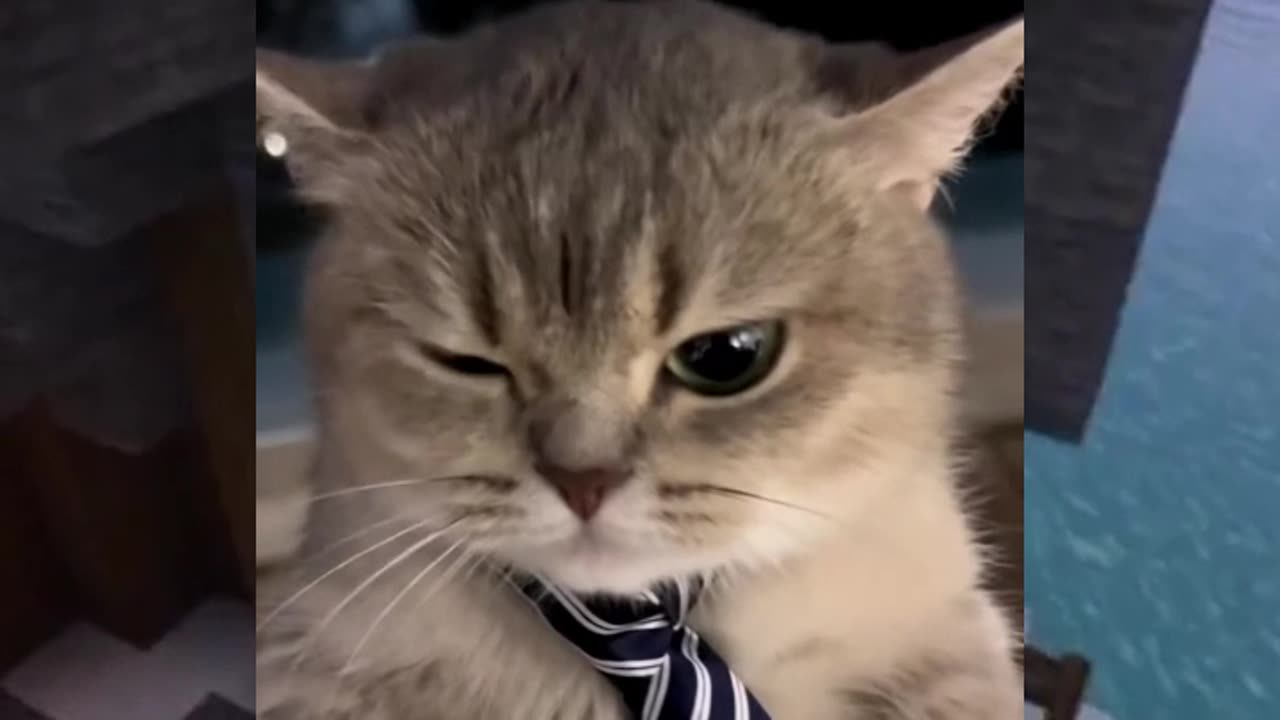 The Cat is My CEO😂