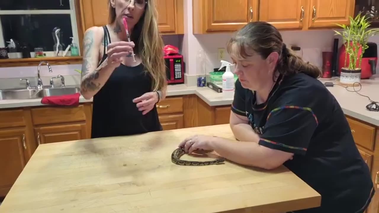 Giving Royal Ball Python an Injection Part 2