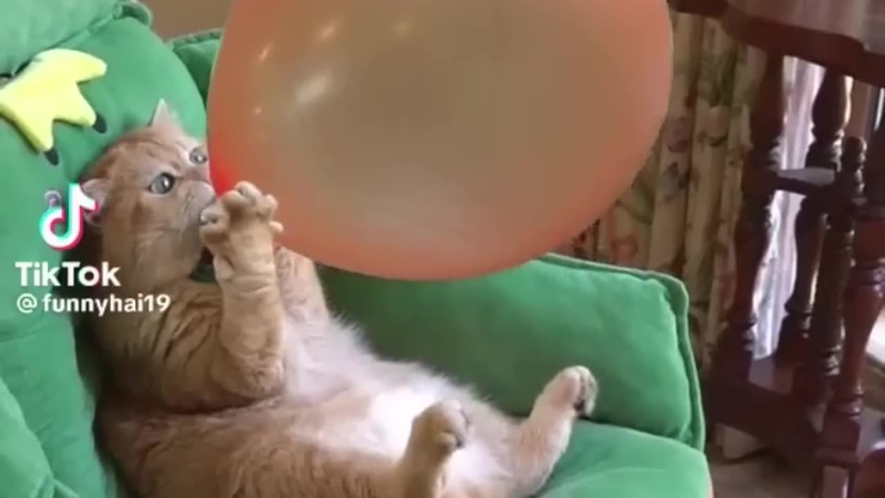 Funny cats