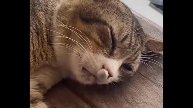 Funniest cat videos #73 - HILARIOUS!