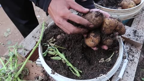 Using this method, You can grow potatoes all year round. Growing potatoes in plastic containers