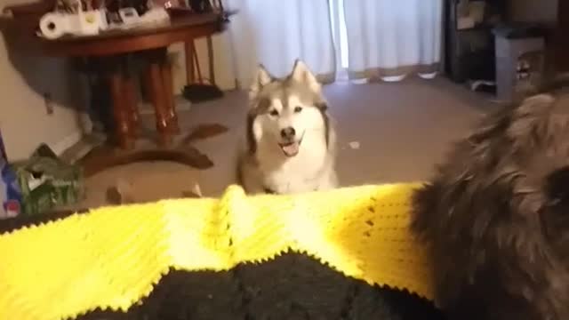 Husky Is A Creeper