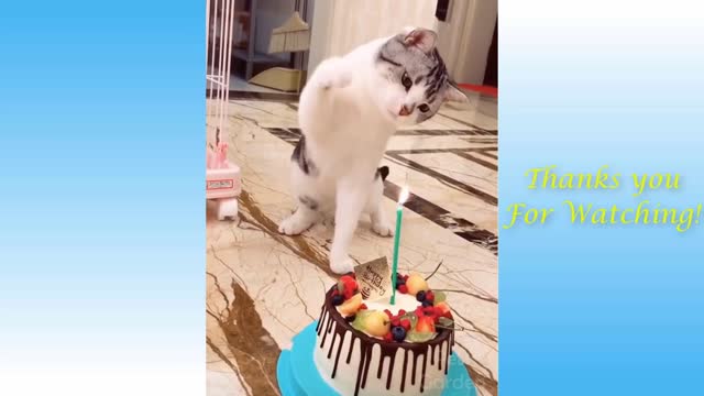 Funny And Cute Cat'S Life Cats And Owners Are The Best Friends Videos