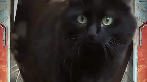 Epic Cat Moment! 🐈