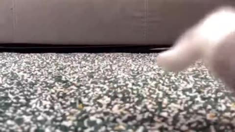 Top Funny Cute Cats Viral Clips😹-- Best #funny Cats #shorts Video😂-- #trending #animals #reels 