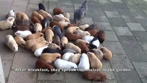 Guinea pig herd having breakfast and dinner