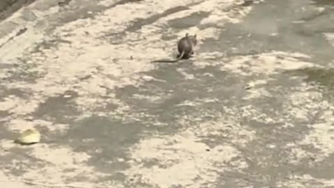 Mouse vs cat !