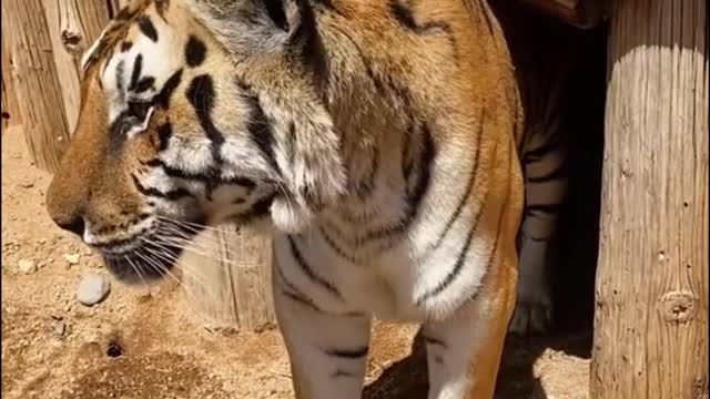 How dare he touch the tiger's head!