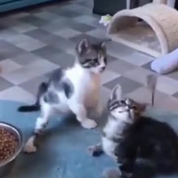 it's good when there are animals in the house 3