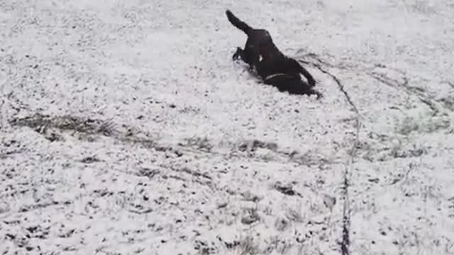 Dog and a first snow