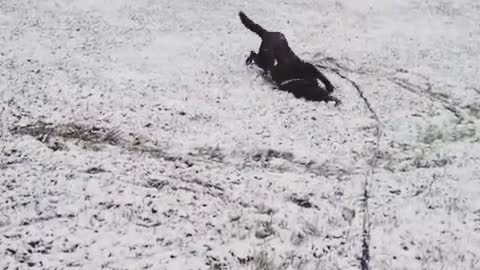 Dog and a first snow