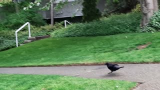 Limping Crow Spotted at the Roadside