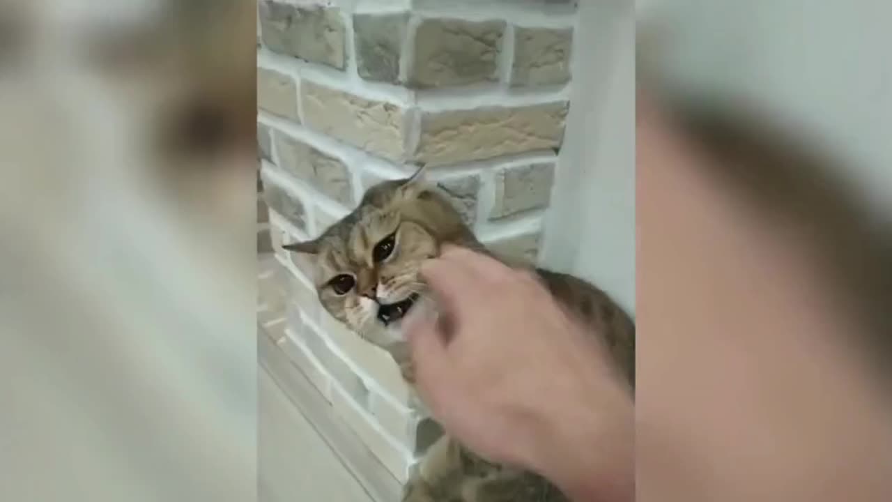 Kung Fu Cat Collection（funny）