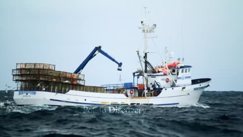 Crab Harvest - Modern Crab Meat Processing Machines That Are At Another Level