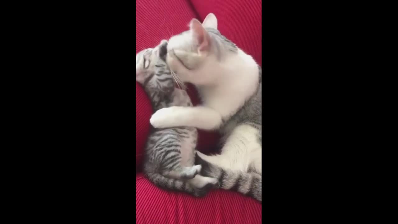 Mom cats caressing cute kittens