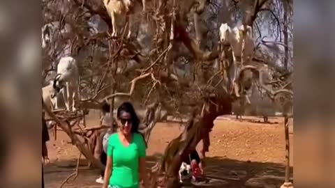 I'm going to buy a goat tree