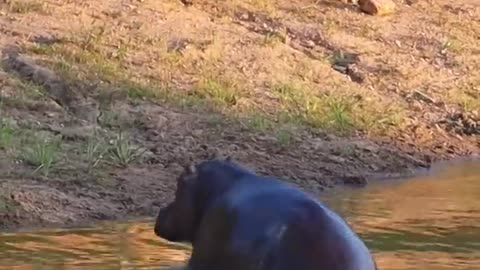 🤔....😂 Hippo sneaks up on lions 👀👀👀