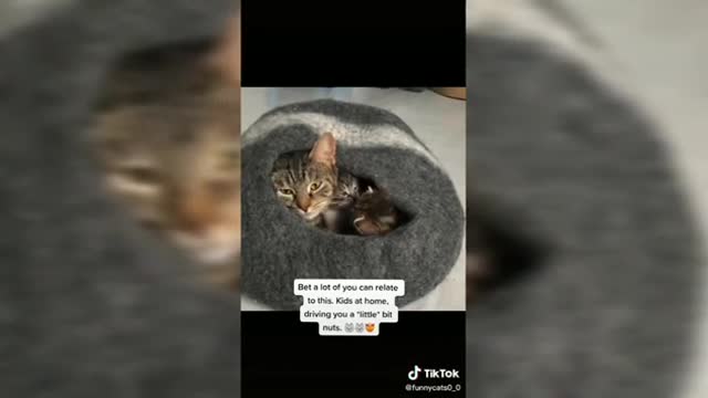 TIK TOKS CAT FUNNY COMPILATION | Funny cats videos 2021 | funny videos tiktok