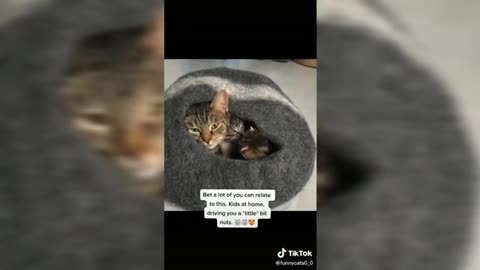 TIK TOKS CAT FUNNY COMPILATION | Funny cats videos 2021 | funny videos tiktok