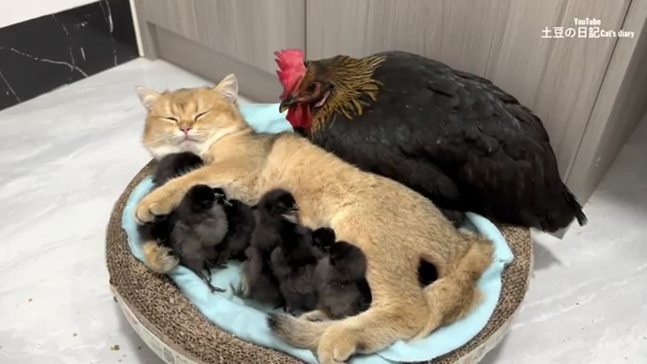 The hen was surprised! Kittens know how to take care of chicks better than hens.Cute and interesting