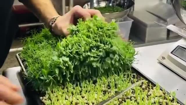 Planting micro green diet menu