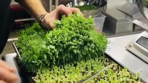 Planting micro green diet menu