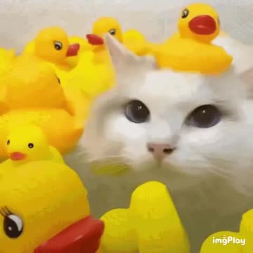 Cute Cat Gif
