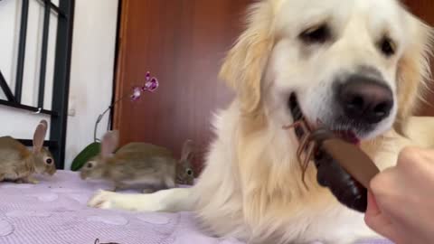 Baby Bunnies and Golden Retriever vs. Cockroaches