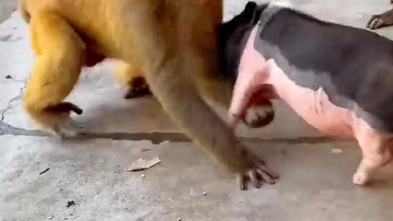 Amazing Fight Between Monkey & Pig