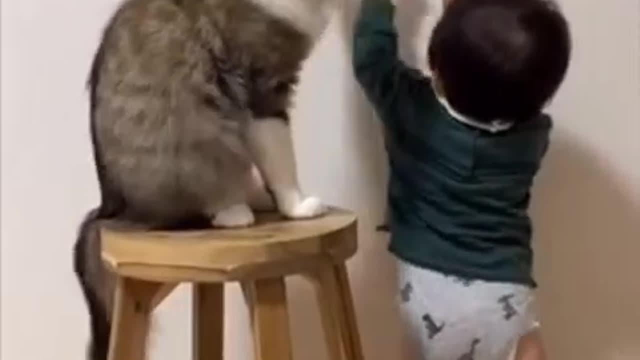 Cat vs baby