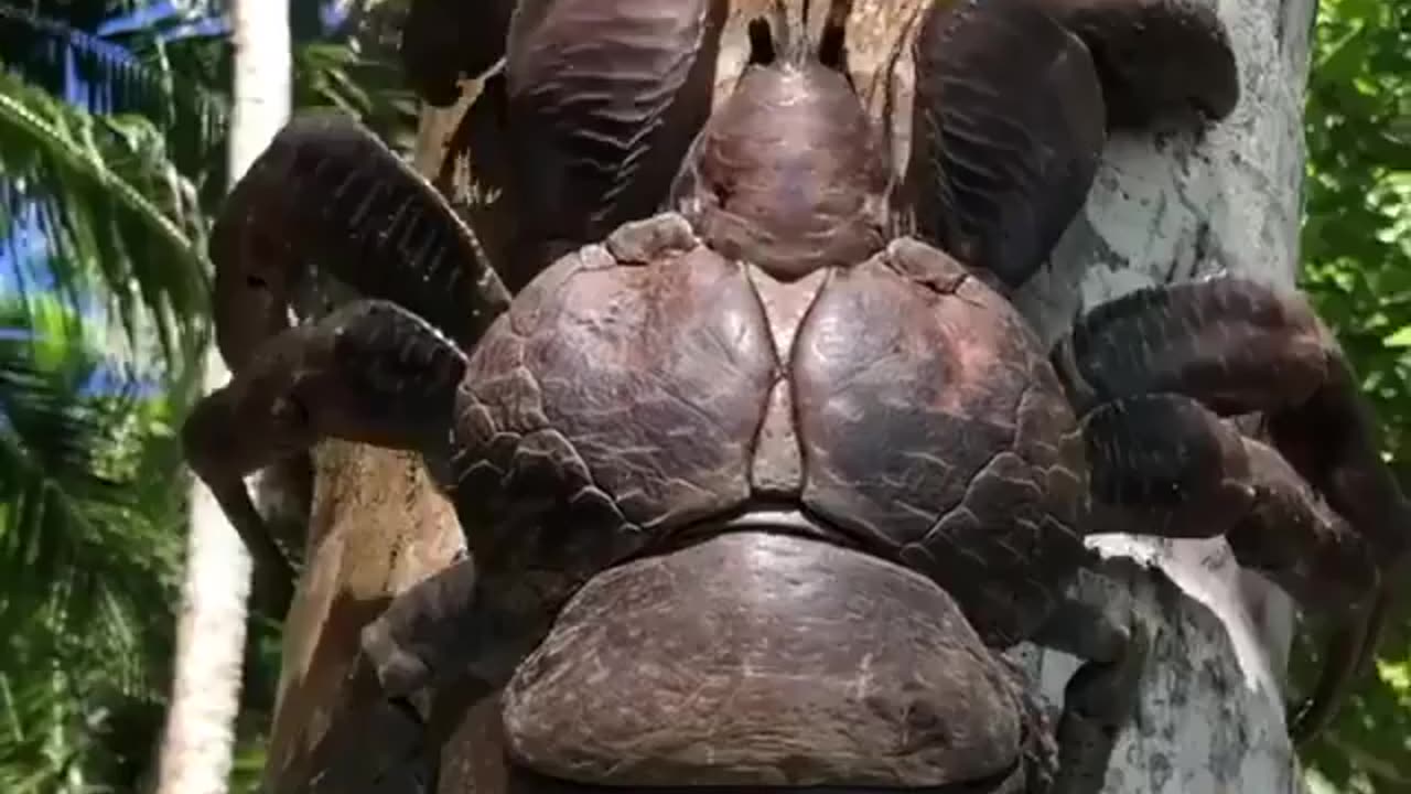 ⁣Is this the first time you've seen "coconut crab"?