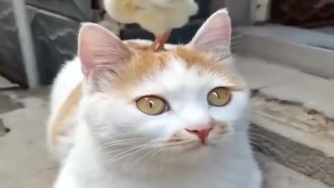 Cute birds compilation video