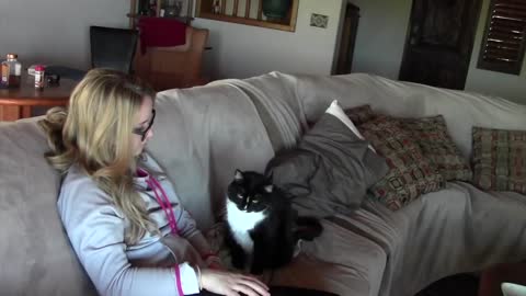 Cat politely asking to get petted (part II)