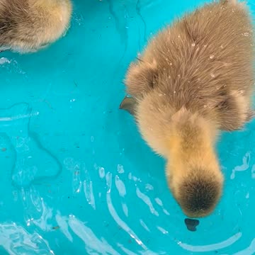 Pool Party With Louise And Her Goslings