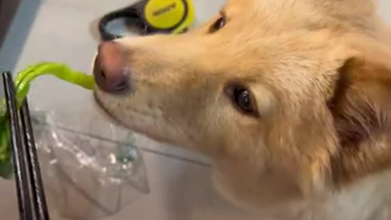 A polite dog