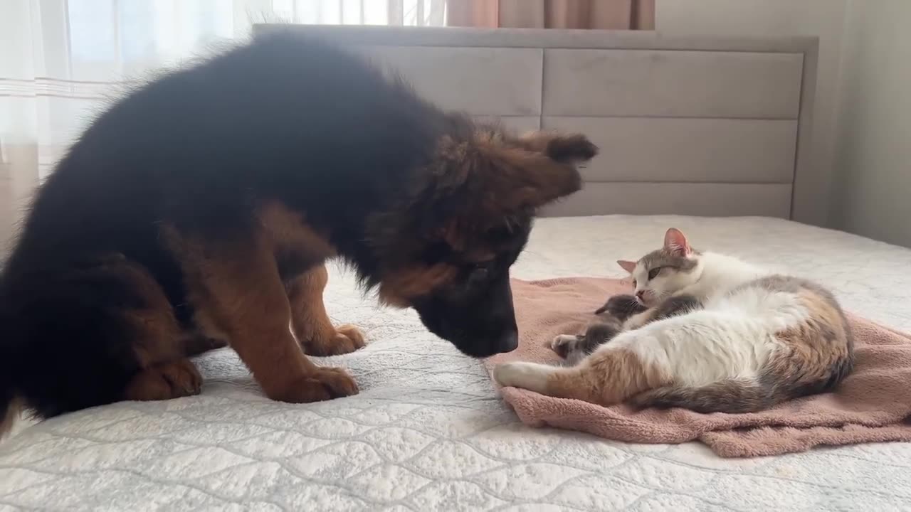 German shepherd with baby kittens and their mummy.