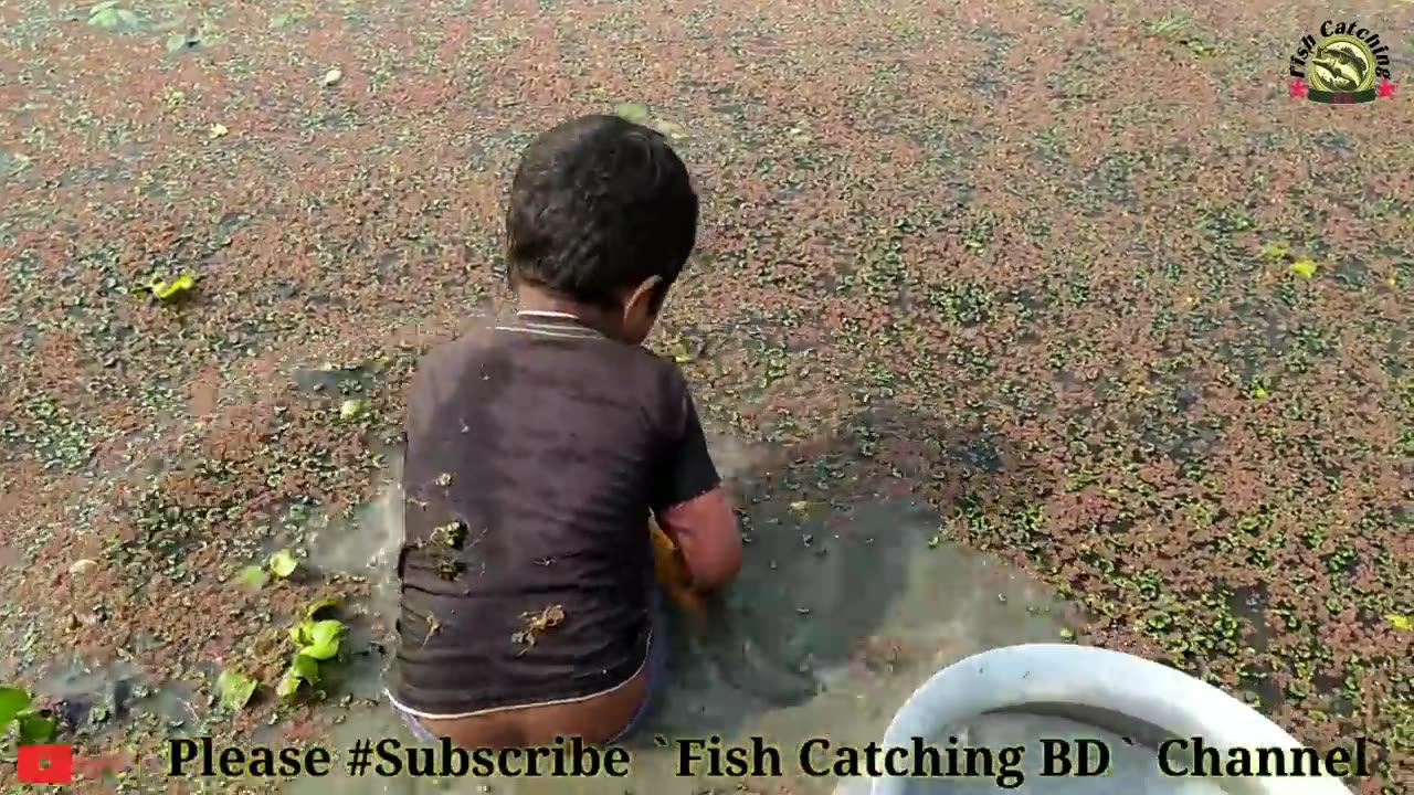 Amazing Hand Fishing _Traditional Boy Big Fishing by Hand in the pond_