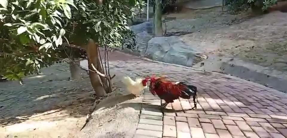 Cockfighting animal world