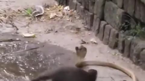 Cobra snake fight