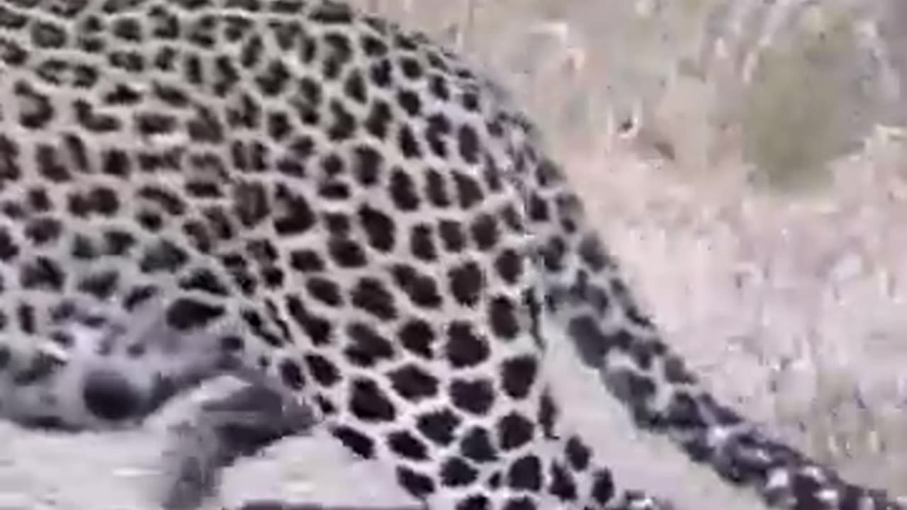 Leopard teaches cubs how to cross the road