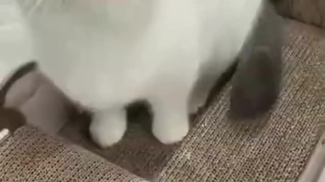 Cute Cat Funny Moments 🤣😺🤣😺🤣