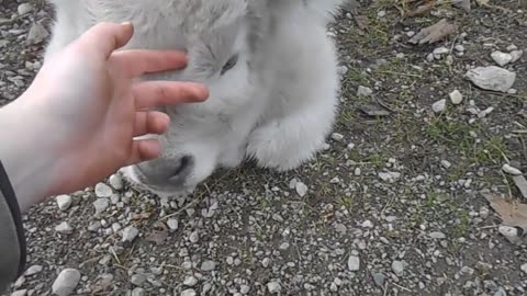 Pet the ever lovely highland calf