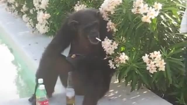 Chimpanzee drinks beer and lights cigarette