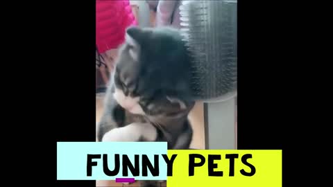 Funny Pets pt. 12