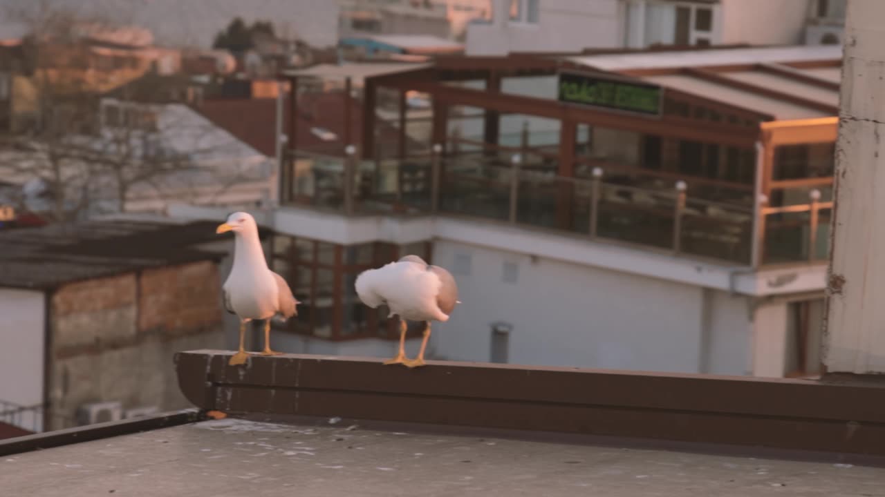 Hi